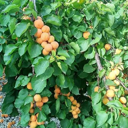 Quinta Da Marmela *