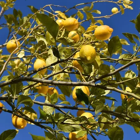 Quinta Da Marmela Bed & Breakfast Torres Novas