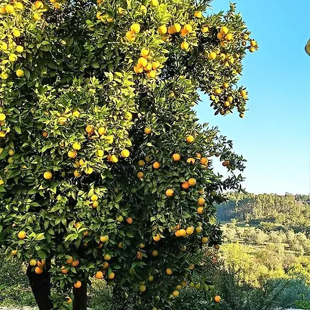 Quinta Da Marmela *
