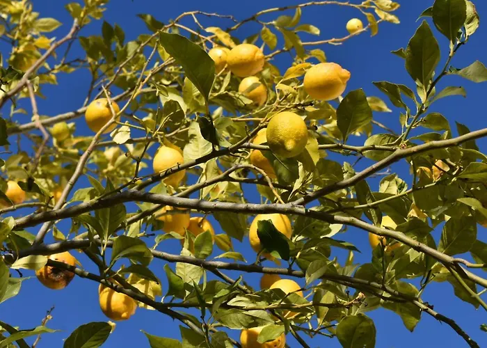 Quinta Da Marmela Alojamento de Acomodação e Pequeno-almoço Torres Novas